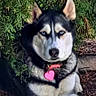dog, husky, outdoor, greenery, bush, pet, animal, lying_down, fur, collar, tag, nature, eyes, portrait, canine, resting, ground, sunlight, alert, watchful