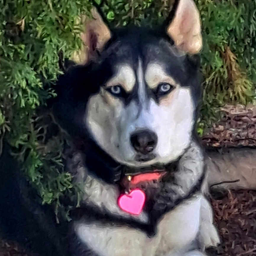 Evies joined the competition — help win amazing prizes! dog, husky, outdoor, greenery, bush, pet, animal, lying_down, fur, collar, tag, nature, eyes, portrait, canine, resting, ground, sunlight, alert, watchful