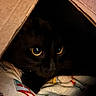 Dorakku joined the competition — help win amazing prizes! animal, black_cat, blanket, box, cardboard, cat, closeup, cozy, cute, domestic_cat, eyes, face, fur, hidden, indoor, pattern, peek, pet, resting, shadow