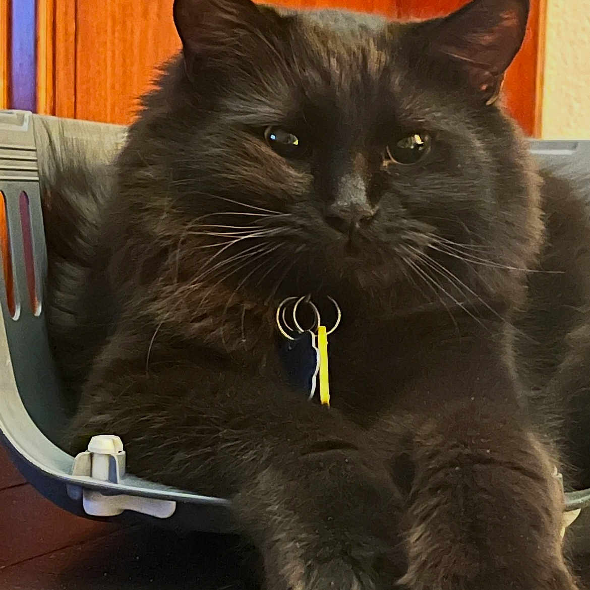 Dorakku is registered to the contest to win money with this photo: animal, black_cat, cat, closeup, collar, container, cute, domestic_animal, face, feline, floor, fur, indoor, paws, pet, relaxed, resting, tag, whiskers, wooden_background