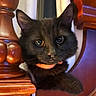 Dorakku joined the competition — help win amazing prizes! animal, black_cat, cat, close_up, collar, cozy, curious, cute, domestic_cat, ears, eye, face, feline, fur, home, indoor, pet, resting, whiskers, wooden_banister