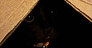 Dorakku joined the competition — help win amazing prizes! animal, black_cat, cardboard_box, cat, closeup, collar, cozy, curious, cute, darkness, eyes, feline, hidden, indoor, mystery, night, pet, quiet, shadow, small
