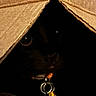 animal, black_cat, cardboard_box, cat, closeup, collar, cozy, curious, cute, darkness, eyes, feline, hidden, indoor, mystery, night, pet, quiet, shadow, small