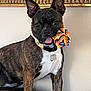 Emma is registered to the contest to win money with this photo: dog, brindle, rope_toy, pet, indoor, couch, leather, tongue_out, collar, tag, wall, framed_art, playful, animal, canine, sitting, cute, domestic, fur, ears