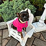 Emma is registered to the contest to win money with this photo: dog, small_dog, pink_sweater, white_chair, outdoor, garden, greenery, paved_ground, pet, animal, cute, sitting, looking_up, fur, collar, plant, shrub, daylight, nature, adorable
