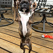 Emma is registered to the contest to win money with this photo: puppy, dog, brindle, standing, raised_paws, wooden_deck, outdoor, furniture, toy, pet, playful, collar, small_dog, happy, animal, cute, raised_arms, ears_up, front_view, domestic_animal