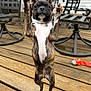 puppy, dog, brindle, standing, raised_paws, wooden_deck, outdoor, furniture, toy, pet, playful, collar, small_dog, happy, animal, cute, raised_arms, ears_up, front_view, domestic_animal