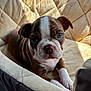Bruno joined the competition — help win amazing prizes! puppy, dog, brown, white, pet_bed, quilted, soft, fur, paw, cute, animal, domestic_animal, young, indoors, resting, comfort, closeup, portrait, canine, companion
