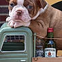 Bruno is registered to the contest to win money with this photo: puppy, dog, toy_truck, miniature_bottle, whiskey, jack_daniels, jameson, fall_market, pumpkin, hay_bales, moms, brick_wall, closeup, cute, pet, animal, brown_and_white, resting, indoors, still_life