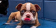 Bruno joined the competition — help win amazing prizes! puppy, dog, water, pool, tongue_out, playful, outdoor, summer, pet, animal, brown, white, canine, cute, young, curious, trees, house, sunlight, relaxing