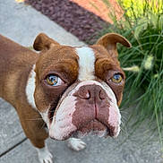 Bruno is registered to the contest to win money with this photo: dog, brown, white, close_up, outdoor, sidewalk, plants, greenery, curious, pet, canine, face, snout, ears, eyes, fur, portrait, nature, daylight, animal