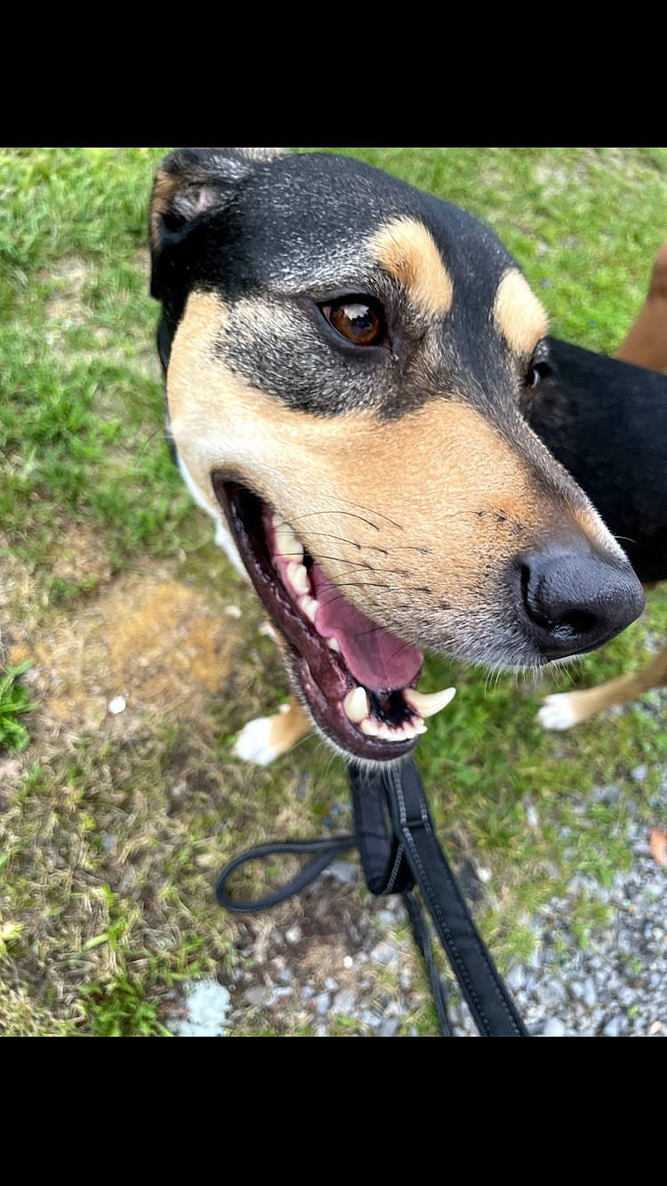 Mill is registered to the contest to win money with this photo: adventure, canidae, carnivore, collar, companion_dog, dog, dog_breed, dog_collar, fawn, grass, hunting_dog, pet_supply, plant, snout, sporting_group, tree, whiskers, working_animal, working_dog