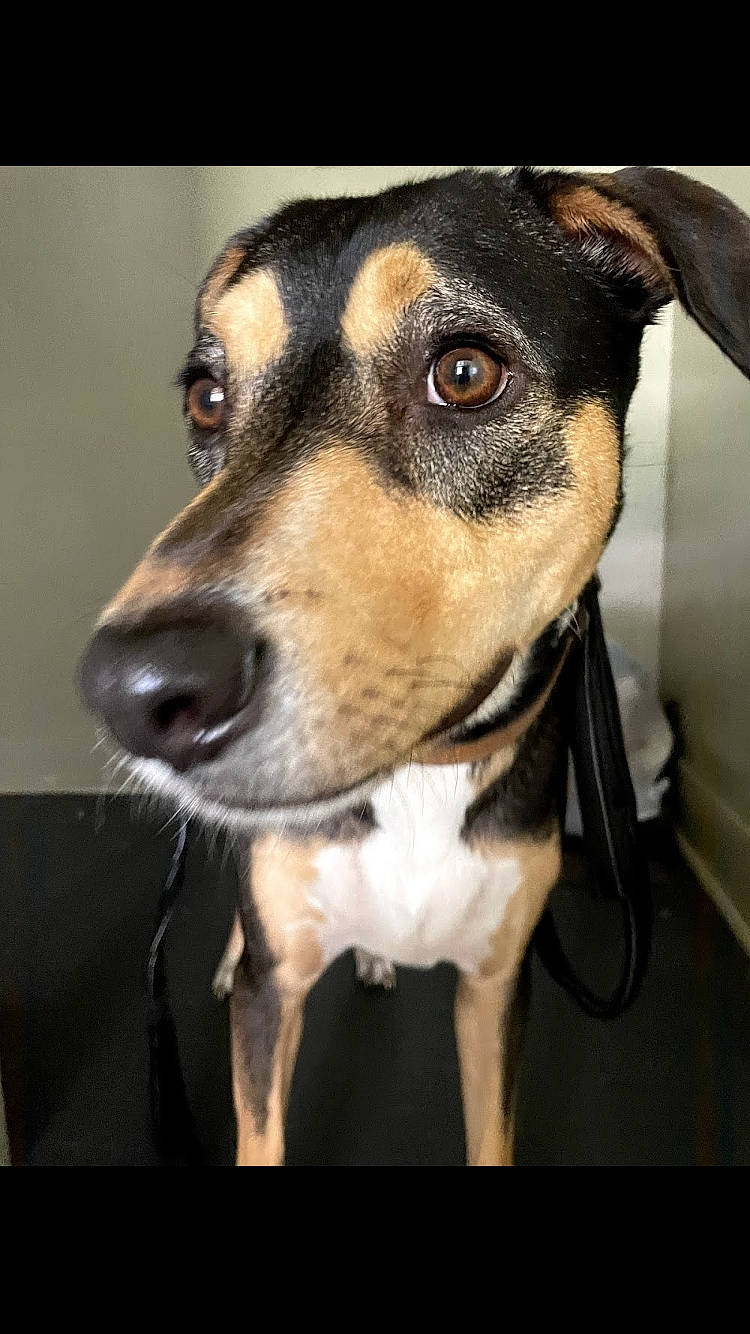 Mill joined the competition — help win amazing prizes! canidae, carnivore, collar, companion_dog, dog, dog_breed, dog_collar, ear, fawn, fur, guard_dog, pet_supply, snout, sporting_group, whiskers, working_animal, working_dog