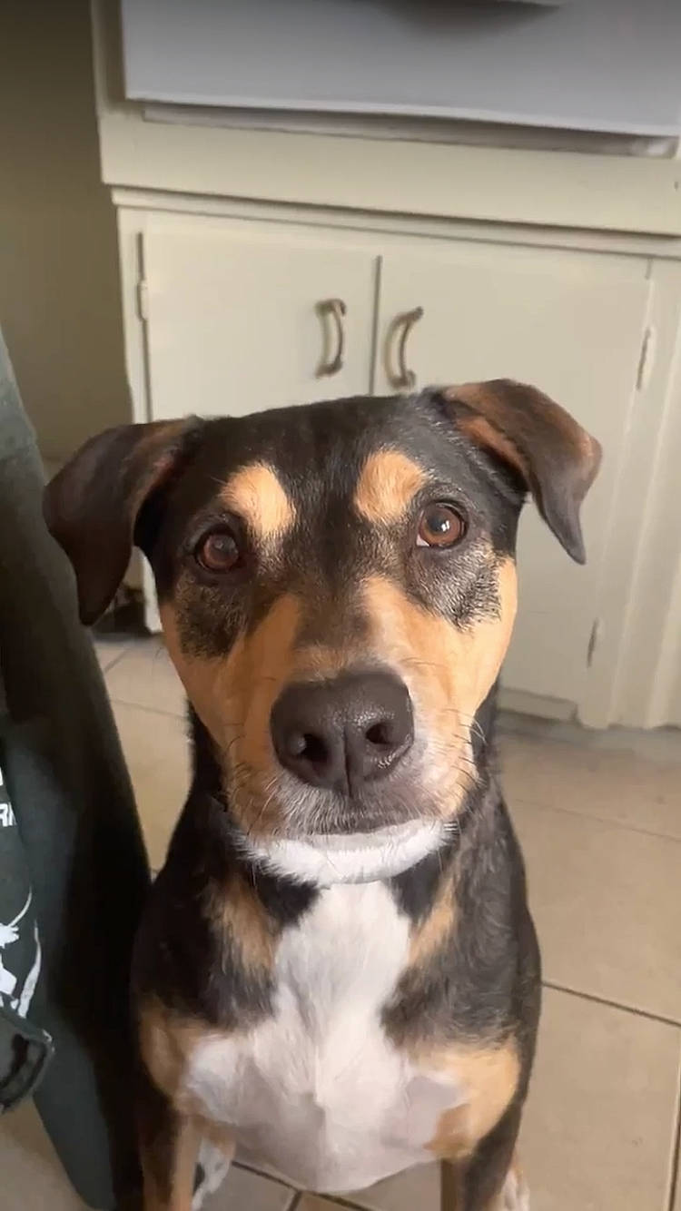 Mill joined the competition — help win amazing prizes! cable_television, canidae, carnivore, collar, companion_dog, dog, dog_breed, fawn, fur, guard_dog, puppy, snout, sporting_group, whiskers, working_animal, working_dog