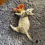 cat, tabby_cat, kitten, flowers, orange_flowers, shag_rug, plush_rug, indoor, pet, feline, collar, lying_down, looking_up, whiskers, striped, tail, paws, cozy, wood_floor, domestic
