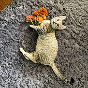 Mei joined the competition — help win amazing prizes! cat, tabby_cat, kitten, flowers, orange_flowers, shag_rug, plush_rug, indoor, pet, feline, collar, lying_down, looking_up, whiskers, striped, tail, paws, cozy, wood_floor, domestic