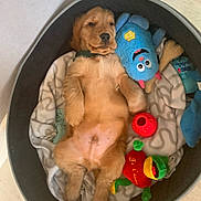 Spike participe au concours pour gagner de l'argent avec cette photo : puppy, dog, golden_retriever, pet_bed, plush_toys, toy, blanket, relaxed, cute, indoor, fur, animal, sleepy, laying_down, cozy, young_dog, resting, fluffy, canine, companion