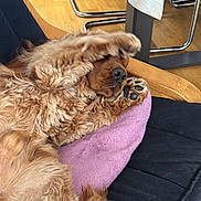 Spike a rejoint le concours — aidez-le/la à gagner de superbes lots ! animal, brown, chair, covering_face, cozy, cute, dog, fluffy, furniture, furry, home, indoor, nose, paw, pet, pillow, puppy, relaxed, resting, wood_floor