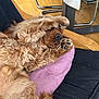 animal, brown, chair, covering_face, cozy, cute, dog, fluffy, furniture, furry, home, indoor, nose, paw, pet, pillow, puppy, relaxed, resting, wood_floor