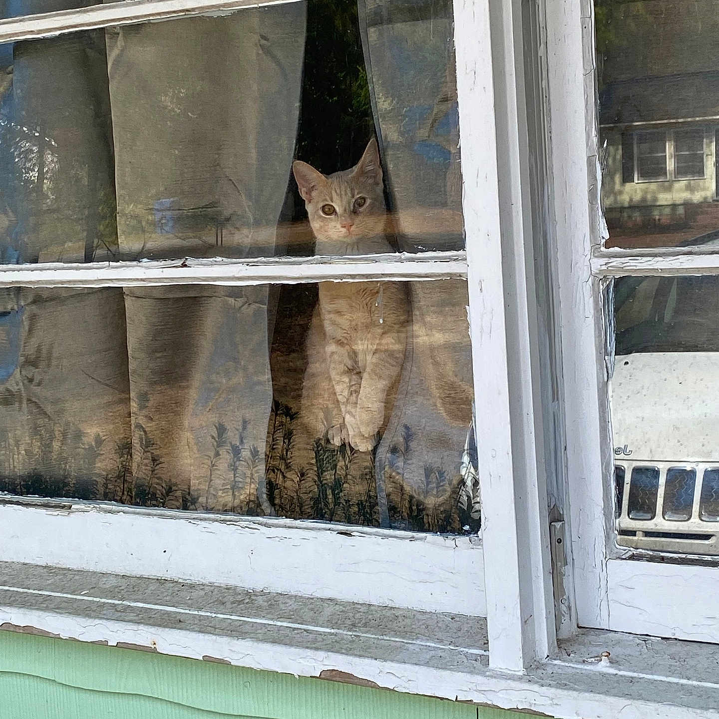 Biscuit joined the competition — help win amazing prizes! abyssinian, animal, architecture, building, cat, curtain, homedamage, homedecor, kitten, manx, nature, outdoors, pet, shelter, snow, window, window_broken