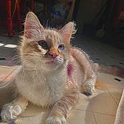 Mia is registered to the contest to win money with this photo: animal, cat, closeup, curious, cute, domestic, feline, floor, fur, home, indoor, light, mammal, paw, pet, relaxing, shadow, sunlight, tile, whiskers