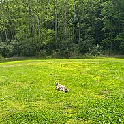 Mia is registered to the contest to win money with this photo: animal, cat, daytime, feline, field, fluffy, grass, greenery, landscape, meadow, nature, outdoor, peaceful, pet, relaxing, scenery, summer, sunlight, trees, wildlife