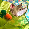 cat, animal, pet, play_tunnel, toy, plush_carrot, colorful, green, orange, pattern, curious, indoor, closeup, feline, cute, soft_toy, fabric, playful, looking, cozy
