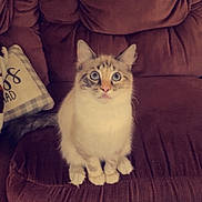 Mia is registered to the contest to win money with this photo: cat, blue_eyes, fluffy, sitting, couch, living_room, indoor, pet, fur, animal, feline, curious, cozy, brown, pillow, domestic, cute, whiskers, ears, table