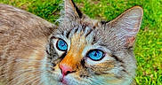 Mia is registered to the contest to win money with this photo: animal, blue_eyes, cat, closeup, curious, cute, domestic_cat, fluffy, fur, grass, looking_up, mammal, nature, outdoor, pet, portrait, soft_fur, tabby, vivid_colors, whiskers
