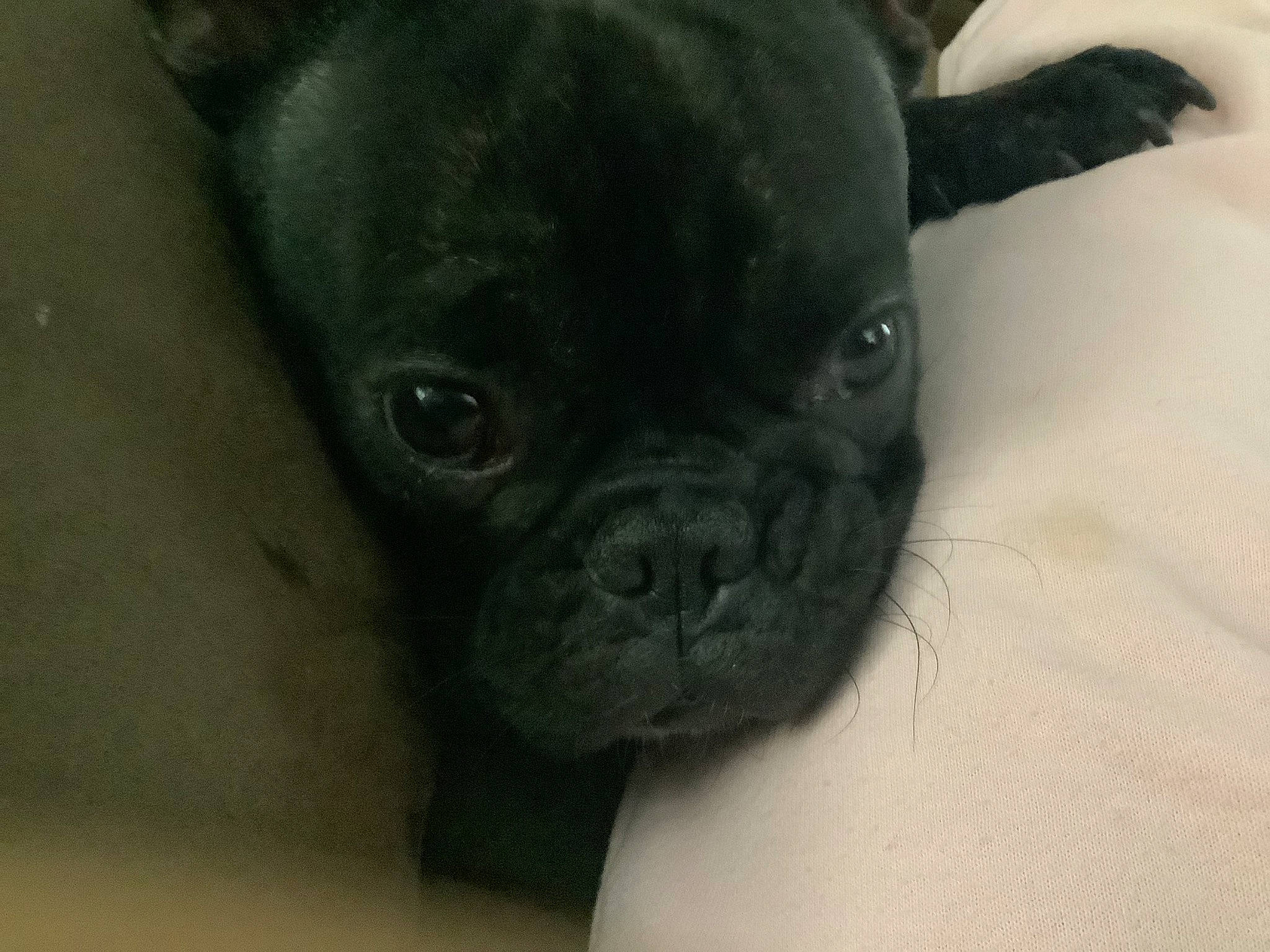 Ivy joined the competition — help win amazing prizes! bulldog, canidae, carnivore, companion_dog, dog, dog_breed, ear, fawn, molosser, non_sporting_group, pug, puppy, snout, sporting_group, terrestrial_animal, toy_dog, whiskers, working_animal, wrinkle