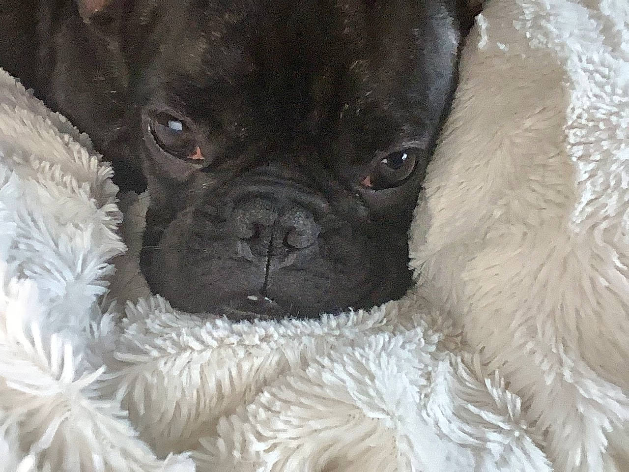 Ivy joined the competition — help win amazing prizes! canidae, carnivore, close_up, companion_dog, dog, dog_breed, fawn, fur, iris, liver, non_sporting_group, pug, snout, sporting_group, terrestrial_animal, toy_dog, whiskers, working_animal, wrinkle