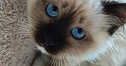 Plume a rejoint le concours — aidez-le/la à gagner de superbes lots ! cat, blue_eyes, fluffy, pet, feline, animal, whiskers, close_up, soft_texture, blanket, cute, domestic_cat, relaxed, indoor, fur, looking_at_camera, resting, ear, nose, tail