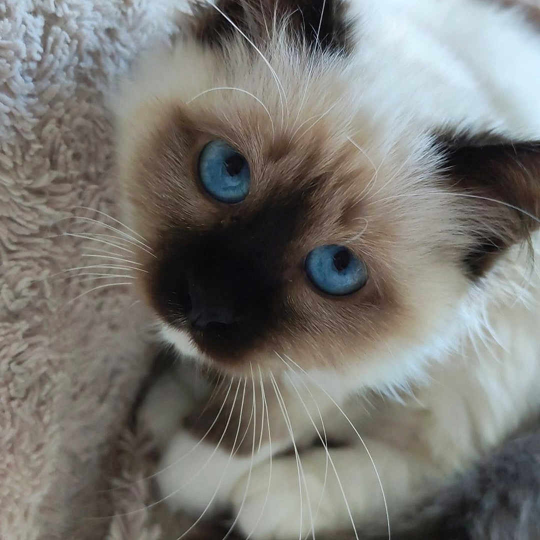 Plume a rejoint le concours — aidez-le/la à gagner de superbes lots ! cat, blue_eyes, fluffy, pet, feline, animal, whiskers, close_up, soft_texture, blanket, cute, domestic_cat, relaxed, indoor, fur, looking_at_camera, resting, ear, nose, tail