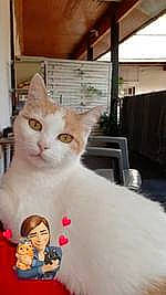 Malau a rejoint le concours — aidez-le/la à gagner de superbes lots ! carnivore, cat, collar, domestic_short_haired_cat, fawn, felidae, flooring, fur, paw, pet_supply, photo_caption, small_to_medium_sized_cats, snout, surprised, tail, whiskers