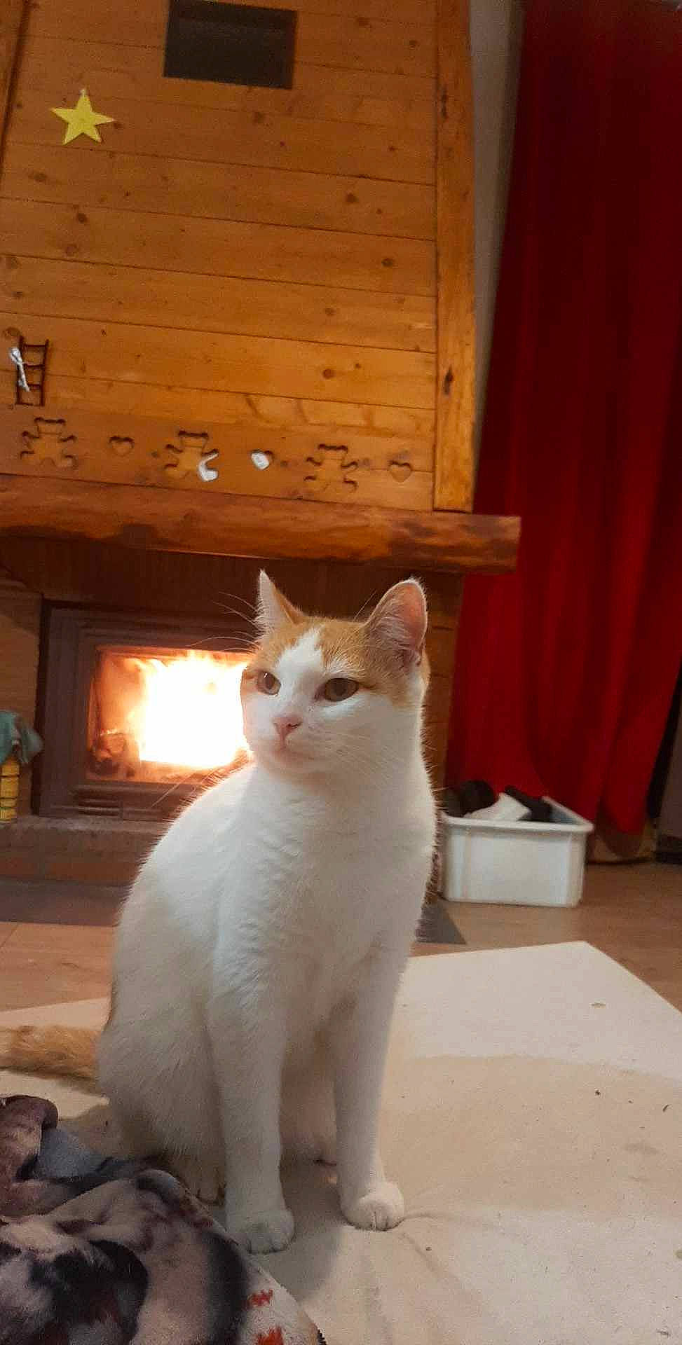 Malau participe au concours pour gagner de l'argent avec cette photo : carnivore, cat, comfort, curtain, domestic_short_haired_cat, fawn, felidae, flooring, fur, hardwood, room, sitting, small_to_medium_sized_cats, snout, tail, terrestrial_animal, whiskers, window, wood