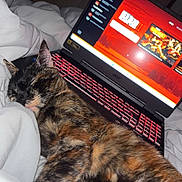 Cookie a rejoint le concours — aidez-le/la à gagner de superbes lots ! cat, tortoiseshell, sleeping, bed, blanket, laptop, keyboard, screen, technology, indoor, cozy, pet, animal, resting, feline, comfort, electronics, night, relaxation, home