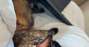 Cookie a rejoint le concours — aidez-le/la à gagner de superbes lots ! animal, bed, blanket, cat, closeup, comfort, cozy, ears, fur, home, indoor, laptop, pet, relaxation, resting, screen, sleepy, technology, tortoiseshell, white