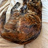 Cookie participe au concours pour gagner de l'argent avec cette photo : cat, tortoiseshell, sleeping, curled_up, blanket, cozy, indoor, pet, fur, relaxation, resting, soft, warm, animal, cute, domestic, feline, paws, nap, comfort