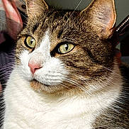 Bear is registered to the contest to win money with this photo: cat, tabby, white_fur, close_up, portrait, yellow_eyes, pink_nose, whiskers, pet, animal, feline, indoor, cute, fur_texture, ears, face, looking_away, domestic_cat, soft_light, calm