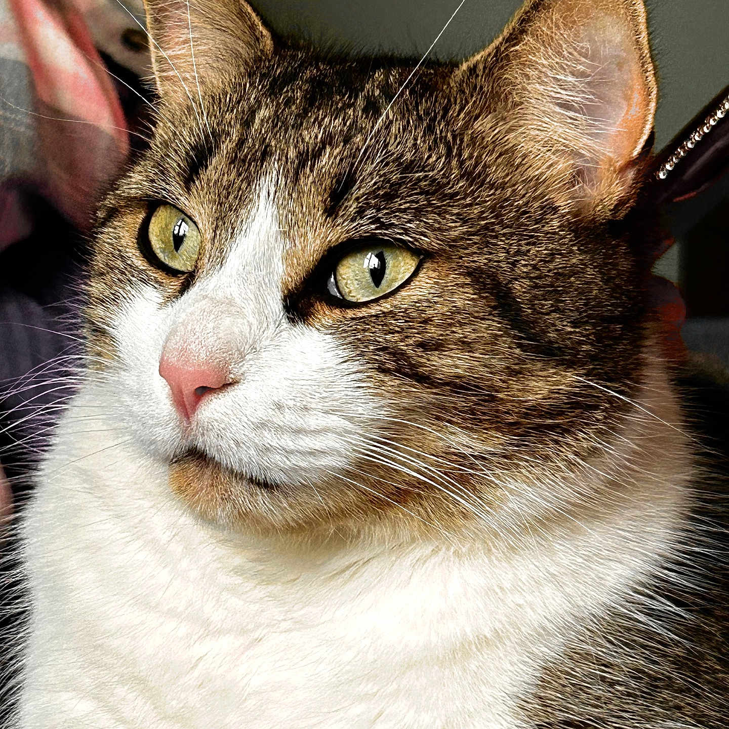 Bear is registered to the contest to win money with this photo: cat, tabby, white_fur, close_up, portrait, yellow_eyes, pink_nose, whiskers, pet, animal, feline, indoor, cute, fur_texture, ears, face, looking_away, domestic_cat, soft_light, calm