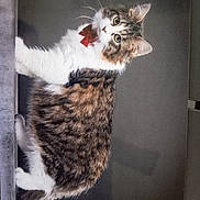 Aline Boone a rejoint le concours — aidez-le/la à gagner de superbes lots ! animal, cat, close_up, curious, cute, domestic_cat, feline, fluffy, indoor, ledges, looking_back, mammal, pet, portrait, red_bow_tie, soft_fur, tabby, whiskers, white_fur, young_cat