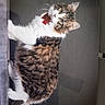 animal, cat, close_up, curious, cute, domestic_cat, feline, fluffy, indoor, ledges, looking_back, mammal, pet, portrait, red_bow_tie, soft_fur, tabby, whiskers, white_fur, young_cat