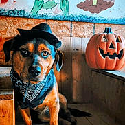 Koba joined the competition — help win amazing prizes! dog, hat, bandana, pumpkin, jack_o_lantern, wooden_floor, wall_art, zombie, grave, handprint, indoor, cute, pet, costume, halloween, decoration, orange, black, brown, portrait