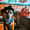 dog, hat, bandana, pumpkin, jack_o_lantern, wooden_floor, wall_art, zombie, grave, handprint, indoor, cute, pet, costume, halloween, decoration, orange, black, brown, portrait