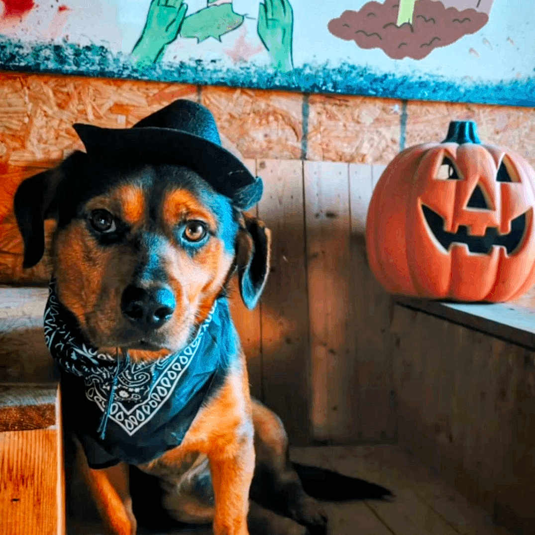 Koba joined the competition — help win amazing prizes! dog, hat, bandana, pumpkin, jack_o_lantern, wooden_floor, wall_art, zombie, grave, handprint, indoor, cute, pet, costume, halloween, decoration, orange, black, brown, portrait