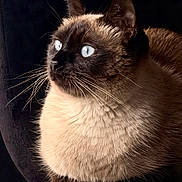 Mokie participe au concours pour gagner de l'argent avec cette photo : cat, siamese_cat, pet, animal, feline, close_up, blue_eyes, whiskers, fur, portrait, looking_away, indoor, black_background, cute, mammal, domestic_animal, sitting, fluffy, alert, calm