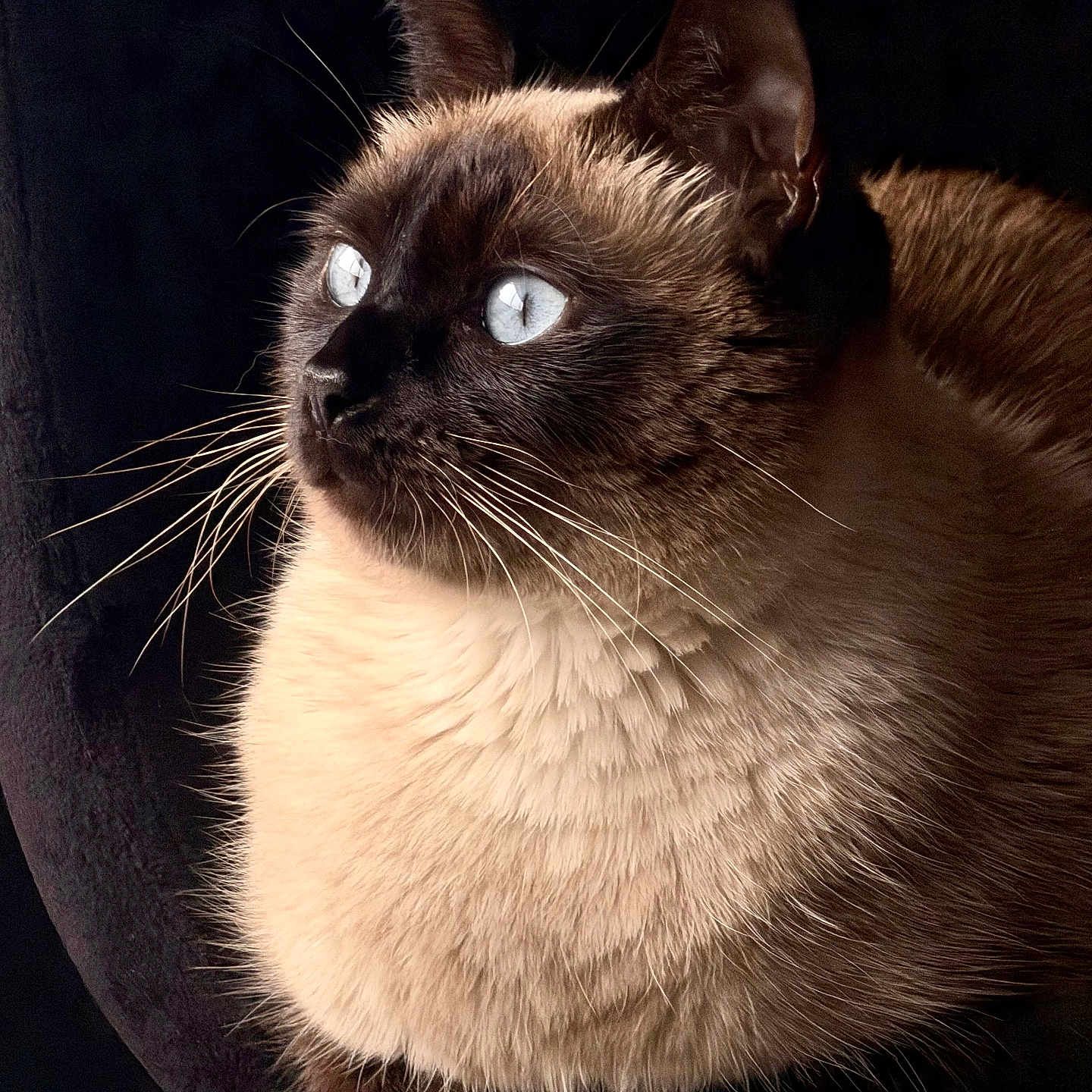 Mokie participe au concours pour gagner de l'argent avec cette photo : cat, siamese_cat, pet, animal, feline, close_up, blue_eyes, whiskers, fur, portrait, looking_away, indoor, black_background, cute, mammal, domestic_animal, sitting, fluffy, alert, calm