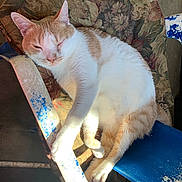 Porter joined the competition — help win amazing prizes! cat, animal, pet, feline, resting, sunlight, chair, cushion, floral_pattern, indoor, sleeping, white_and_orange, paw, relaxed, close_up, texture, vintage, comfort, peaceful, furniture