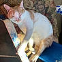 cat, animal, pet, feline, resting, sunlight, chair, cushion, floral_pattern, indoor, sleeping, white_and_orange, paw, relaxed, close_up, texture, vintage, comfort, peaceful, furniture
