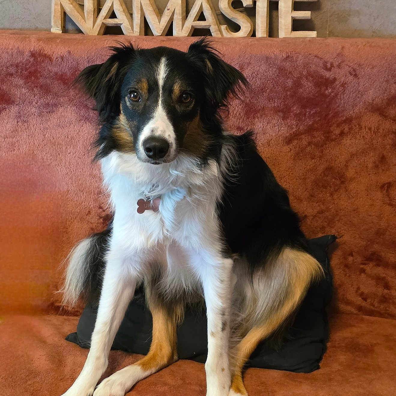 Ufa a rejoint le concours — aidez-le/la à gagner de superbes lots ! animal, attentive, black, brown, calm, companion, couch, cozy, dog, fur, furniture, indoor, namaste, pet, pillow, portrait, sitting, wall, white, wooden_sign